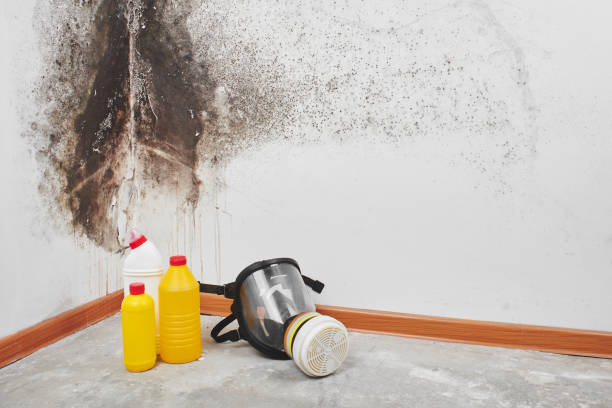 Best Fast Mold Removal  in Williamsburg, VA
