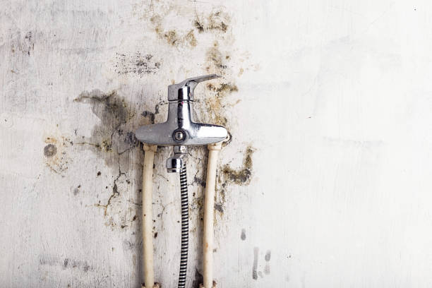 Best Certified Mold Removal  in Williamsburg, VA