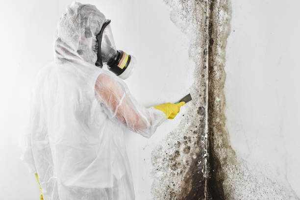 Mold Removal Process in Williamsburg, VA