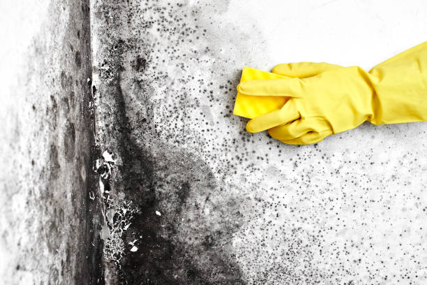 Best Mold Removal Specialists  in Williamsburg, VA