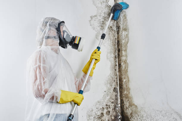 Best Crawl Space Mold Removal  in Williamsburg, VA