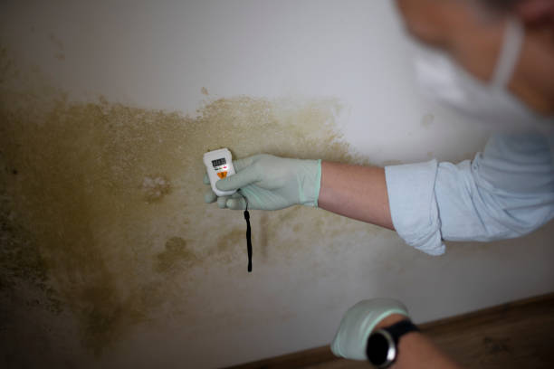 Best Water Damage Restoration  in Williamsburg, VA