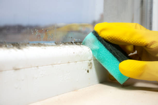 Best Residential Mold Removal  in Williamsburg, VA