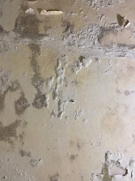 Williamsburg, VA Mold Removal Company