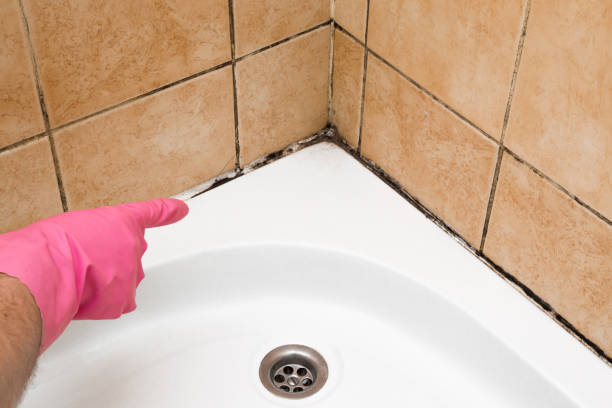 Best Affordable Mold Removal  in Williamsburg, VA